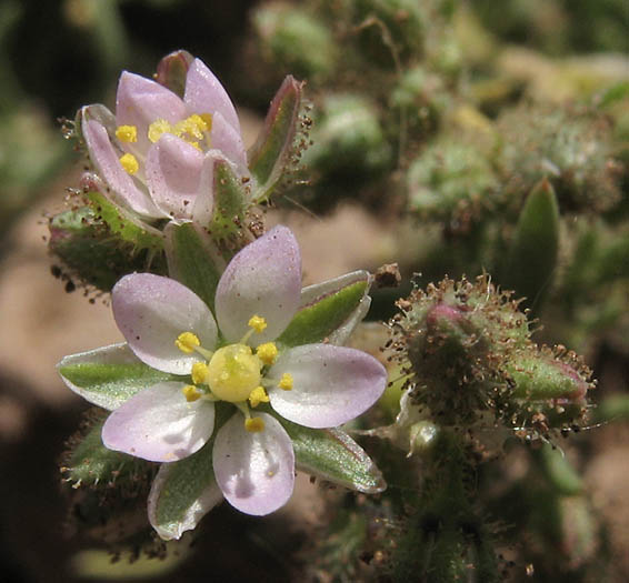 Detailed Picture 2 of Spergularia bocconi