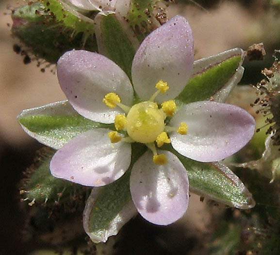 Detailed Picture 1 of Spergularia bocconi