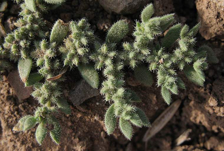 Detailed Picture 3 of Herniaria hirsuta var. cinerea