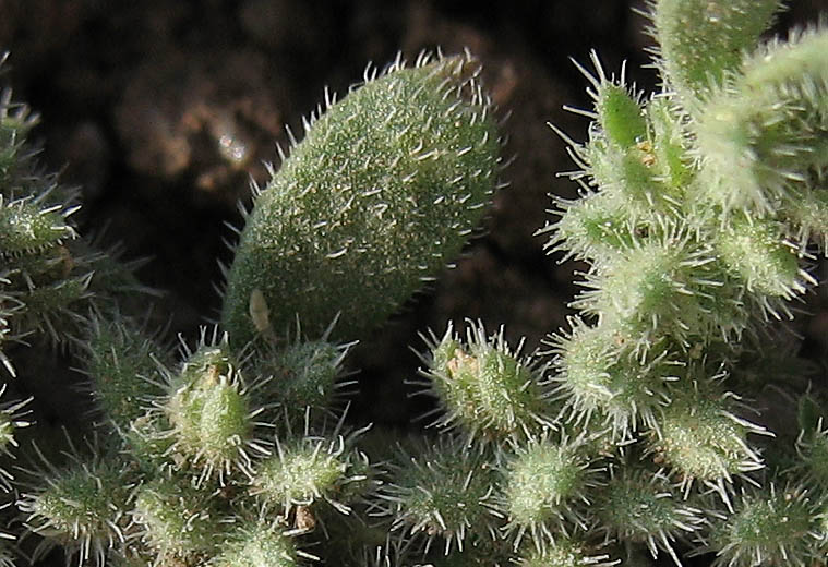 Detailed Picture 2 of Herniaria hirsuta var. cinerea