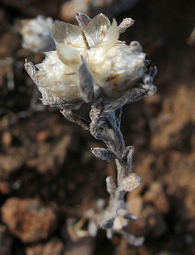 Detailed Picture 5 of Stylocline gnaphaloides