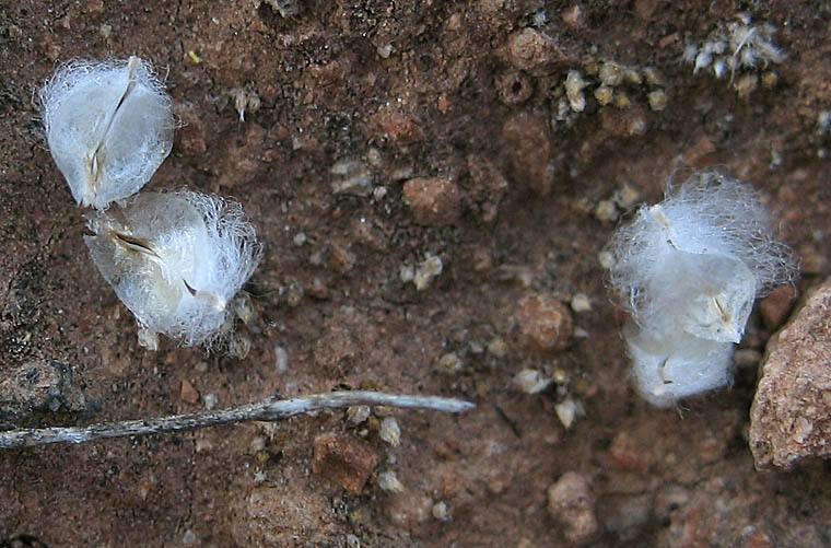 Detailed Picture 7 of Stylocline gnaphaloides