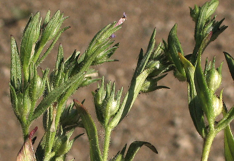 Detailed Picture 2 of Microsteris gracilis