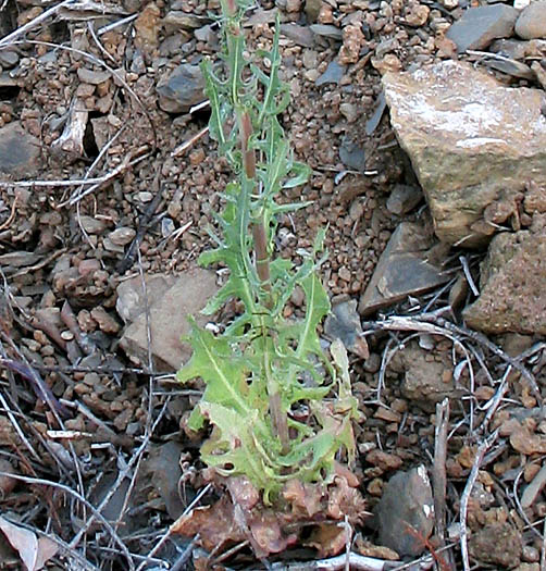 Detailed Picture 4 of Rafinesquia californica