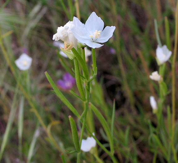 Detailed Picture 5 of Clarkia epilobioides