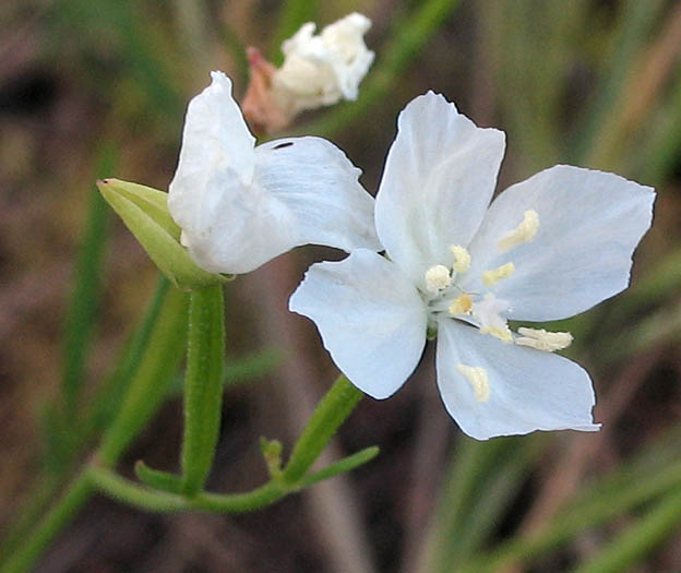 Detailed Picture 4 of Clarkia epilobioides