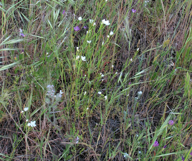 Detailed Picture 6 of Clarkia epilobioides