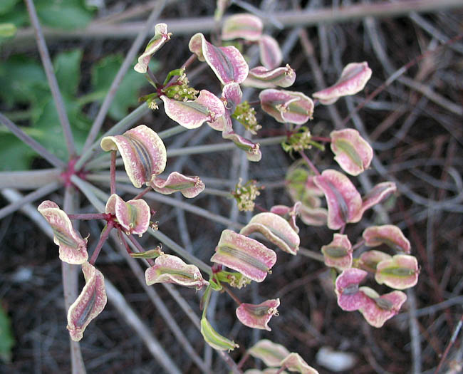 Detailed Picture 6 of Lomatium lucidum