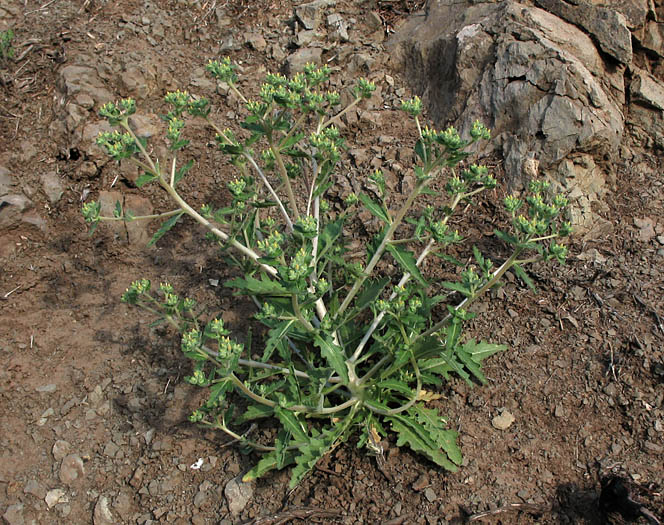 Detailed Picture 6 of Mentzelia micrantha