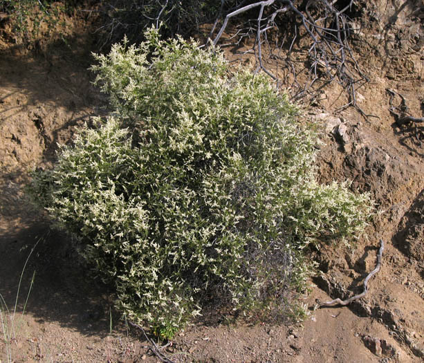 Detailed Picture 3 of Adenostoma fasciculatum var. fasciculatum