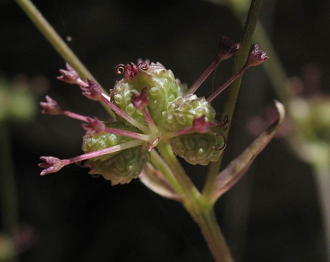 Detailed Picture 7 of Sanicula tuberosa