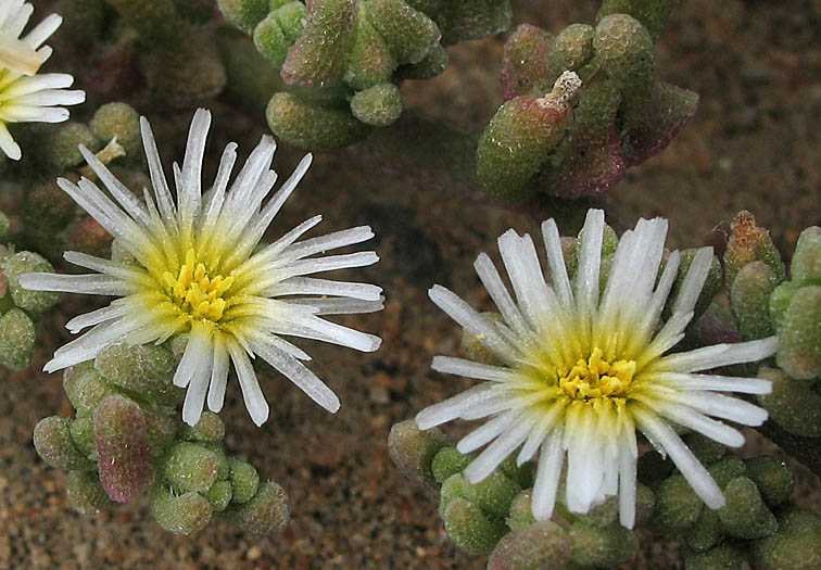 Detailed Picture 2 of Mesembryanthemum nodiflorum