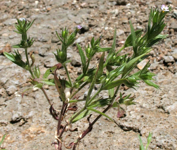 Detailed Picture 3 of Microsteris gracilis