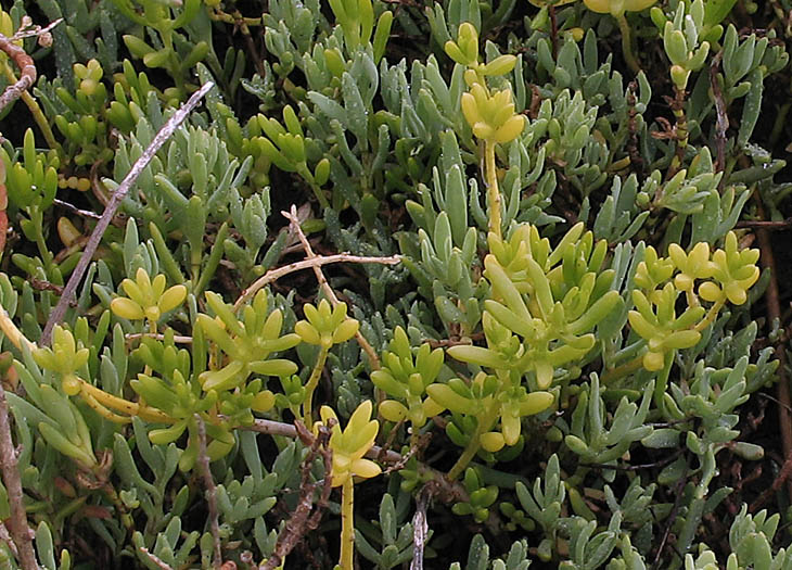 Detailed Picture 3 of Batis maritima