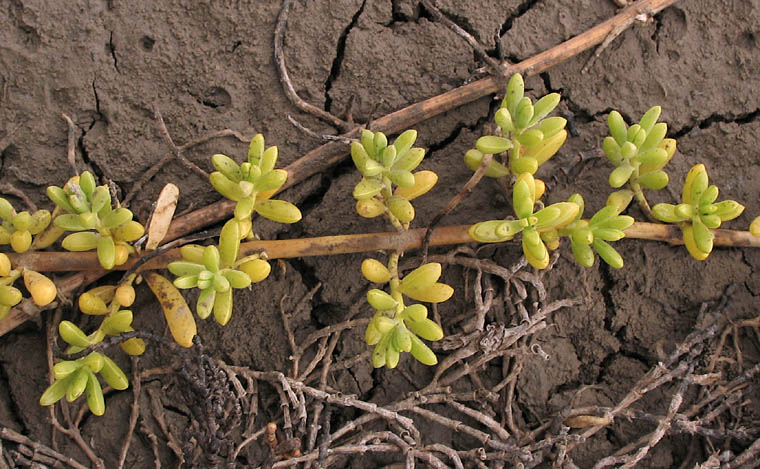 Detailed Picture 2 of Batis maritima