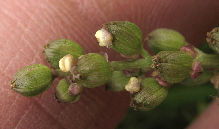 Detailed Picture 3 of Triglochin maritima