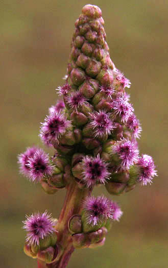 Detailed Picture 1 of Triglochin maritima