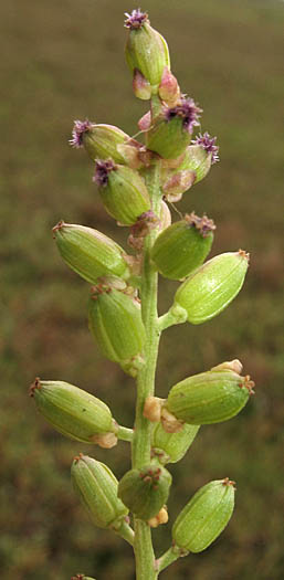 Detailed Picture 2 of Triglochin maritima