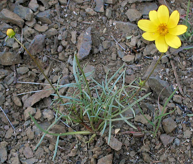 Detailed Picture 3 of Leptosyne bigelovii