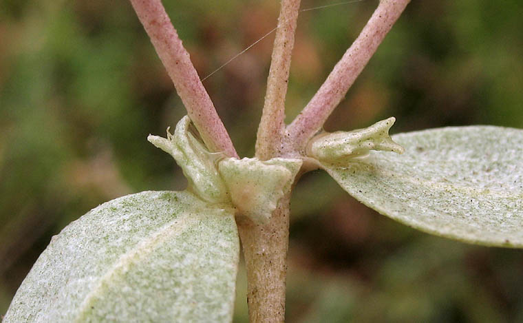 Detailed Picture 7 of Atriplex watsonii