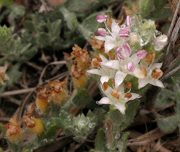 Detailed Picture 3 of Cressa truxillensis