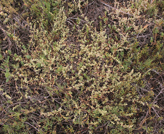 Detailed Picture 6 of Atriplex watsonii