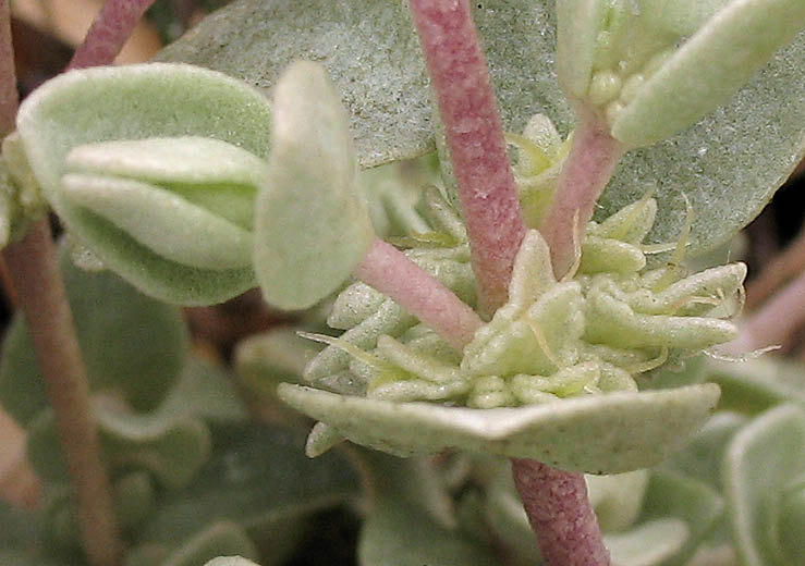 Detailed Picture 3 of Atriplex watsonii