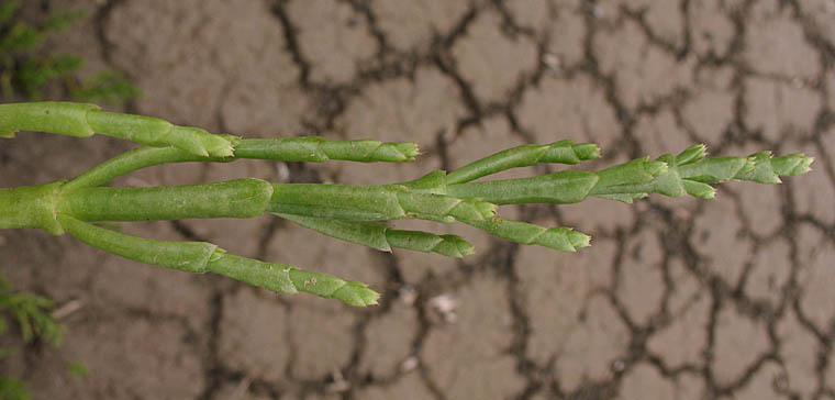 Detailed Picture 2 of Salicornia bigelovii