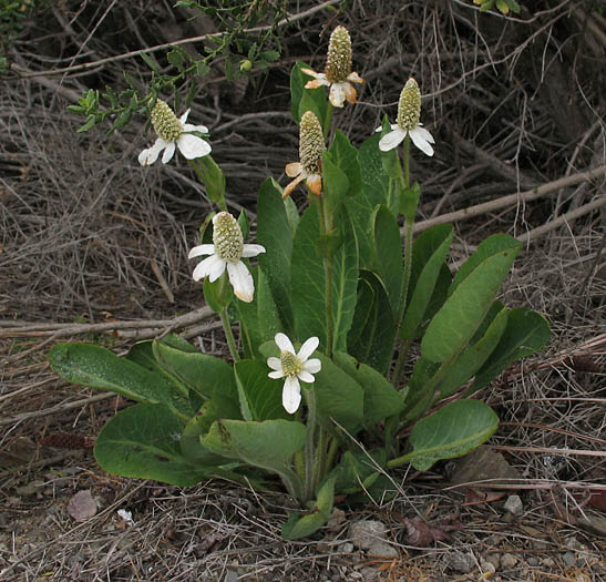 Detailed Picture 3 of Anemopsis californica