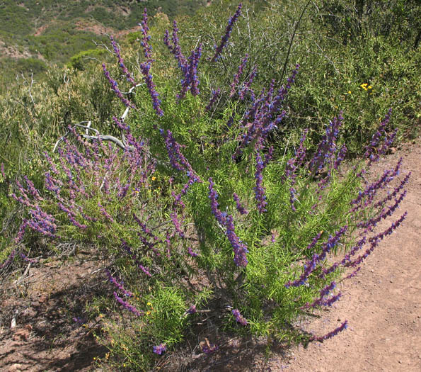 Detailed Picture 6 of Trichostema lanatum