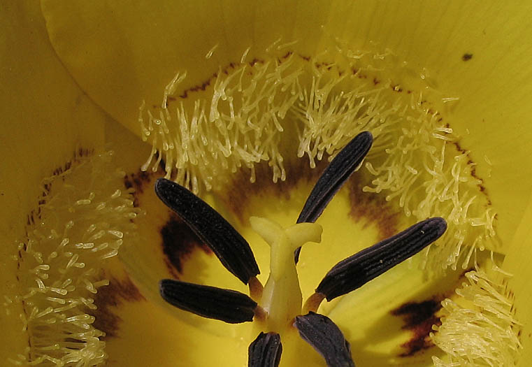 Detailed Picture 5 of Calochortus clavatus var. pallidus