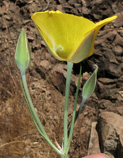 Detailed Picture 3 of Calochortus clavatus var. pallidus