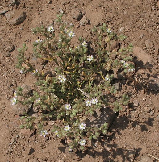 Detailed Picture 5 of Spergularia bocconi