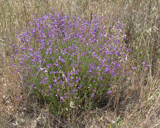 Detailed Picture 4 of Penstemon heterophyllus var. australis