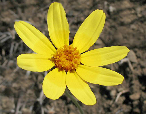 Detailed Picture 1 of Leptosyne bigelovii