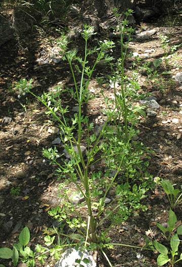 Detailed Picture 6 of Apium graveolens