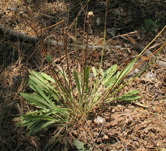 Detailed Picture 4 of Agoseris grandiflora var. grandiflora