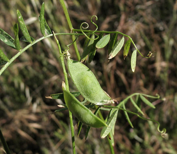 Detailed Picture 5 of Vicia villosa