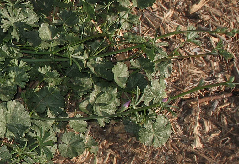 Detailed Picture 5 of Sidalcea sparsifolia