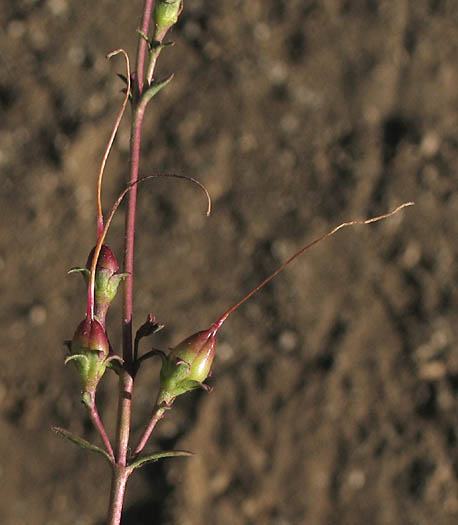 Detailed Picture 8 of Penstemon heterophyllus var. australis