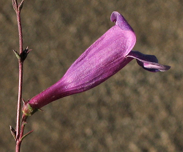 Detailed Picture 2 of Penstemon heterophyllus var. australis