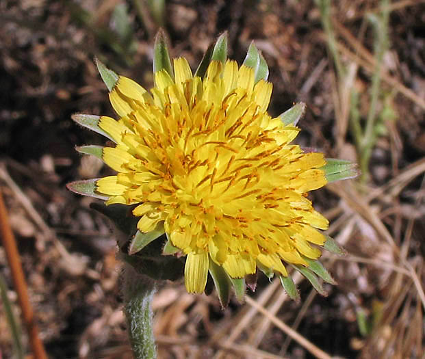 Detailed Picture 2 of Agoseris grandiflora var. grandiflora