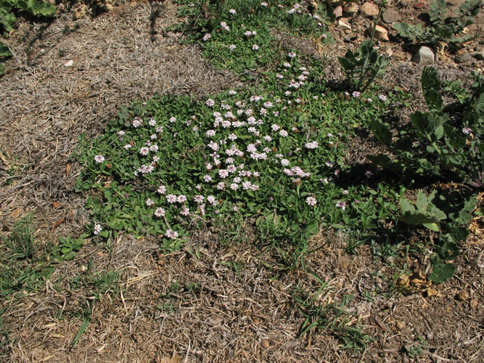 Detailed Picture 4 of Phyla nodiflora