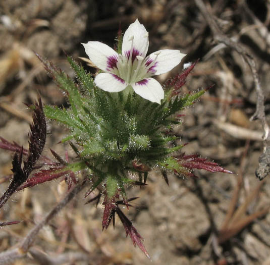 Detailed Picture 5 of Navarretia mitracarpa