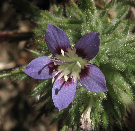 Detailed Picture 1 of Navarretia mitracarpa