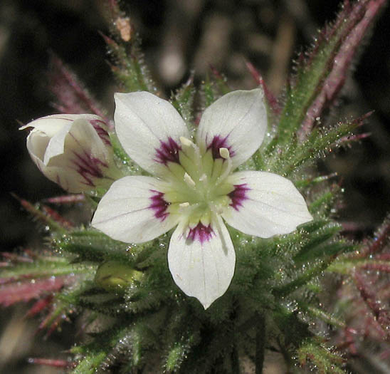 Detailed Picture 4 of Navarretia mitracarpa