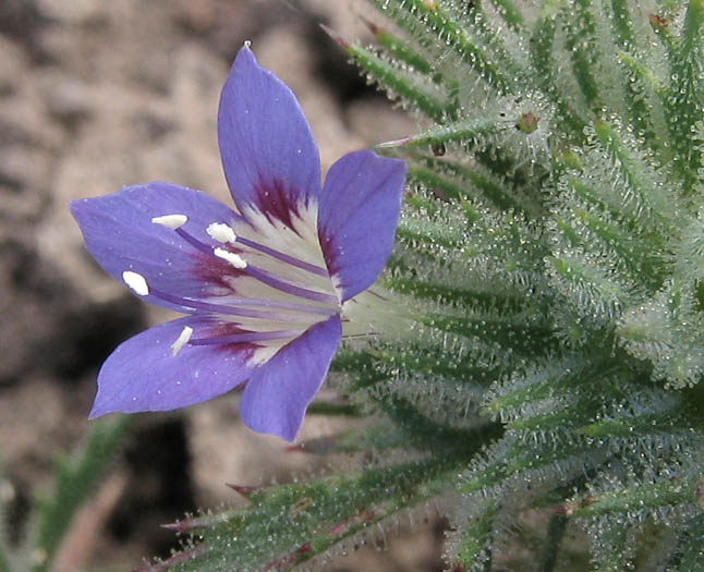 Detailed Picture 2 of Navarretia mitracarpa