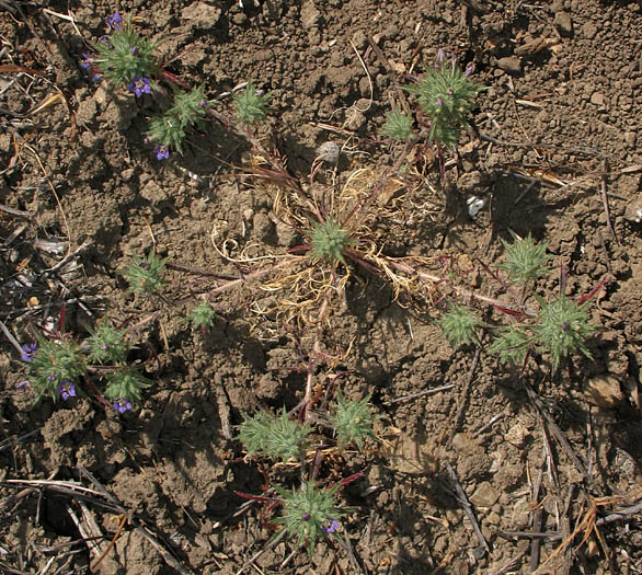 Detailed Picture 8 of Navarretia mitracarpa