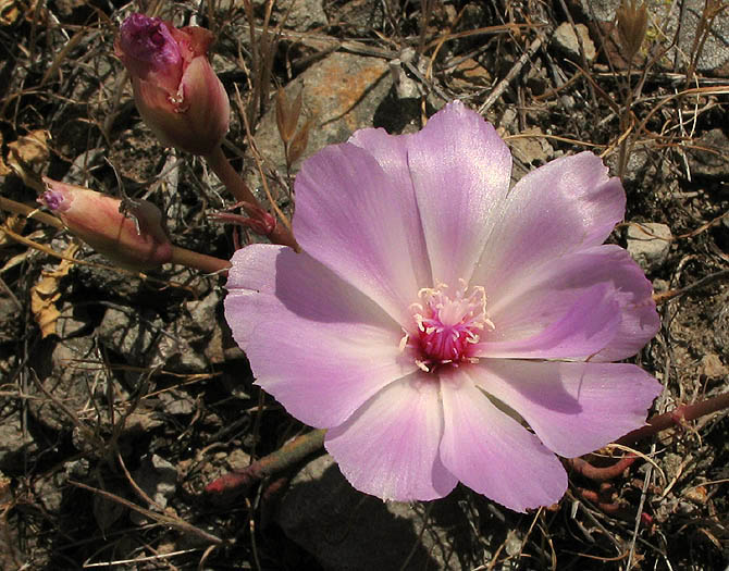 Detailed Picture 2 of Lewisia rediviva var. rediviva