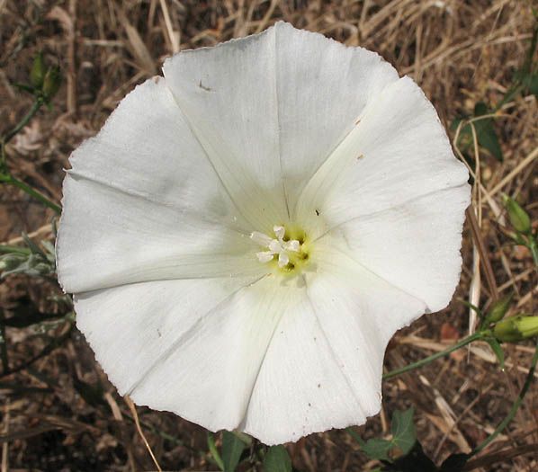 Detailed Picture 1 of Calystegia purpurata ssp. purpurata